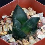 Ariocarpus retusus 4-inch pots